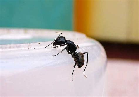家裡 有 螞蟻 代表 什麼
